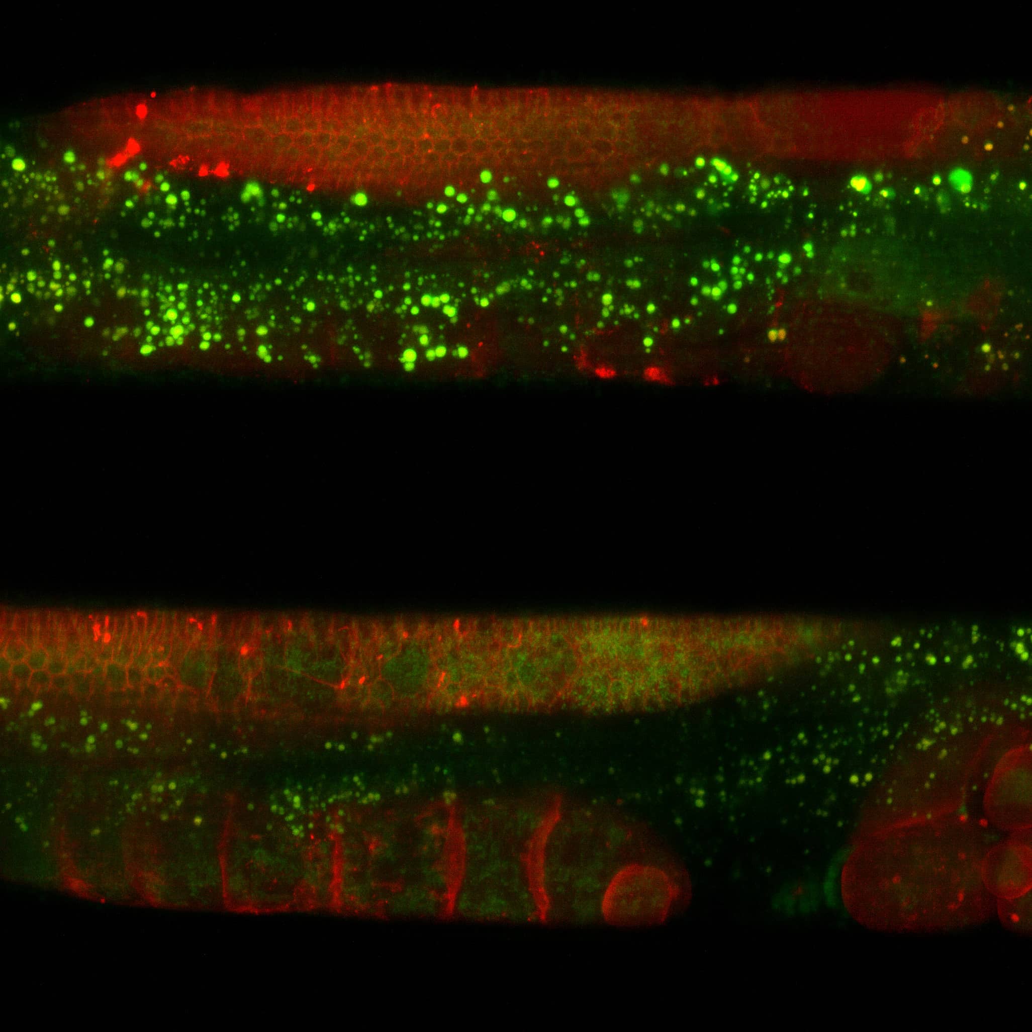 Super resolution live cell imaging of the nervous system during development